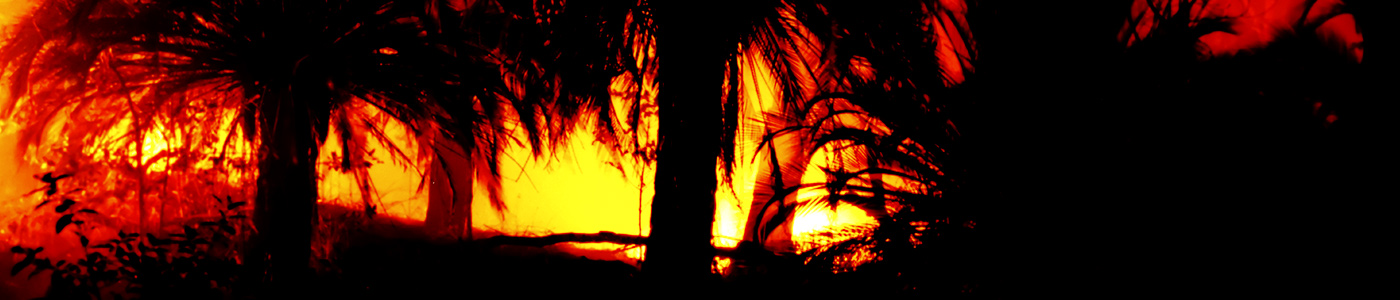Burning Palms
