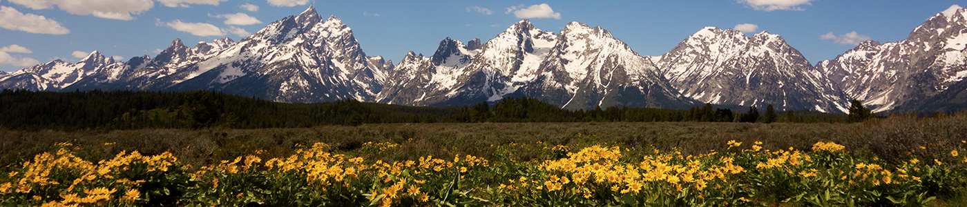 Grand Teton Flowers